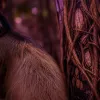 Voyage en Guyane : rencontrer les singes de la forêt amazonienne